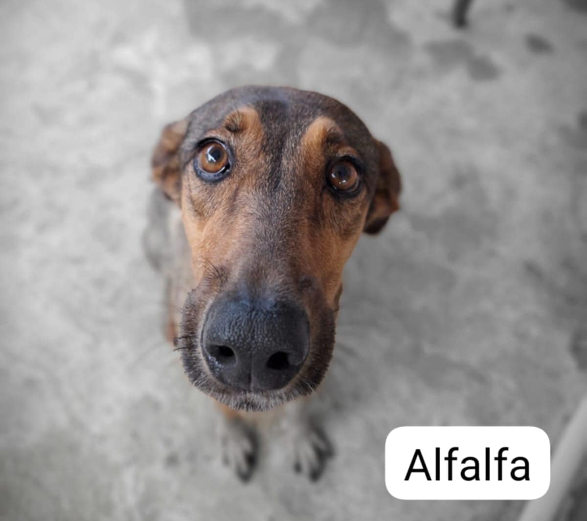 Alfalfa, a Adoptable Mixed Breed in Pointe-Claire, QC image 1/4