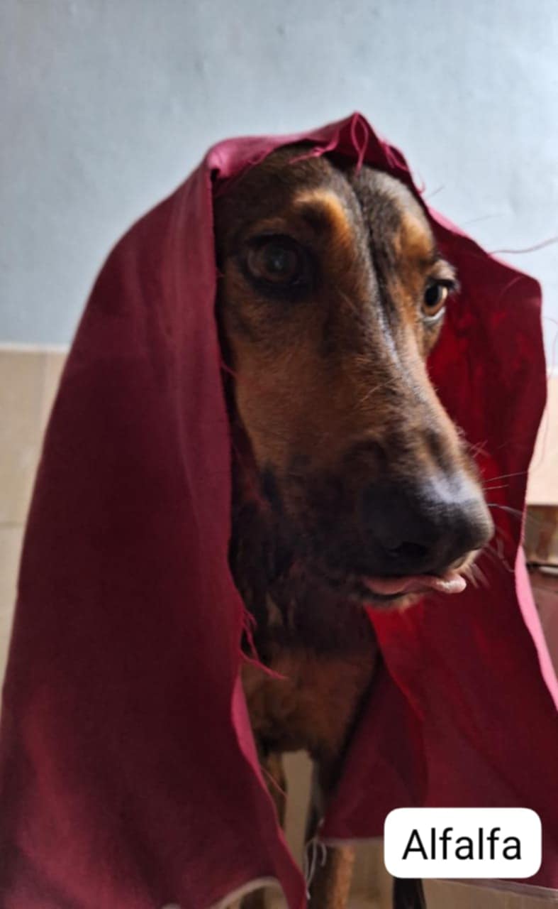 Alfalfa, a Adoptable Mixed Breed in Pointe-Claire, QC image 4/4