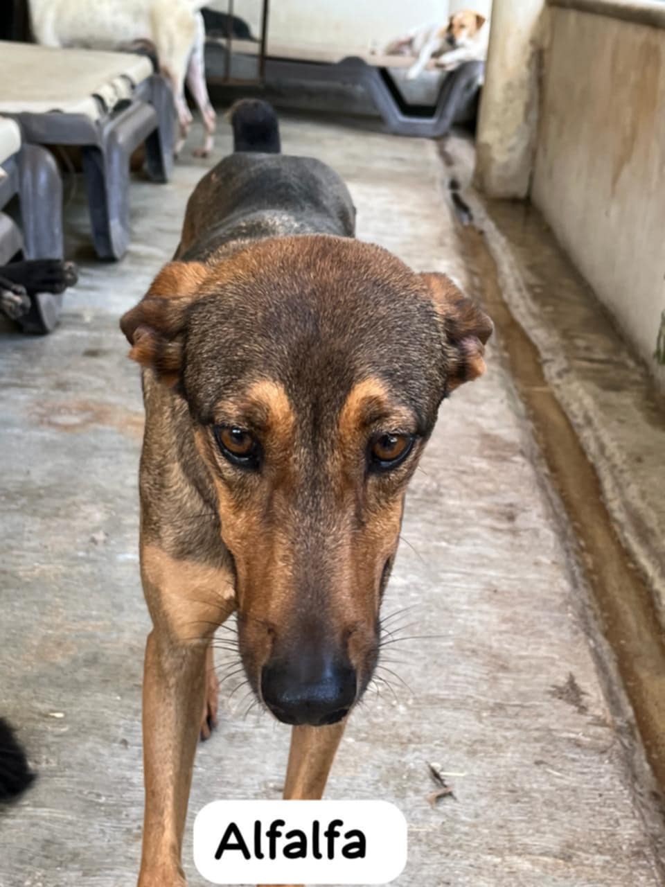 Alfalfa, a Adoptable Mixed Breed in Pointe-Claire, QC image 3/4