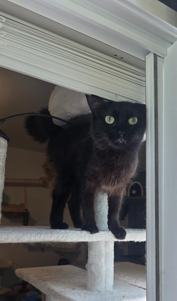 Viva La Velvet, a Adoptable mixed breed in Miami, OK image 4/5