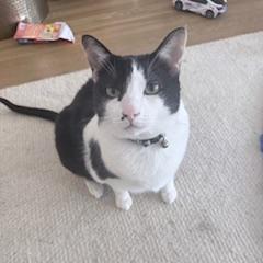 Enlarge Ladybug, a ADOPTABLE mixed breed in Hermosa Beach, CA image 2/2