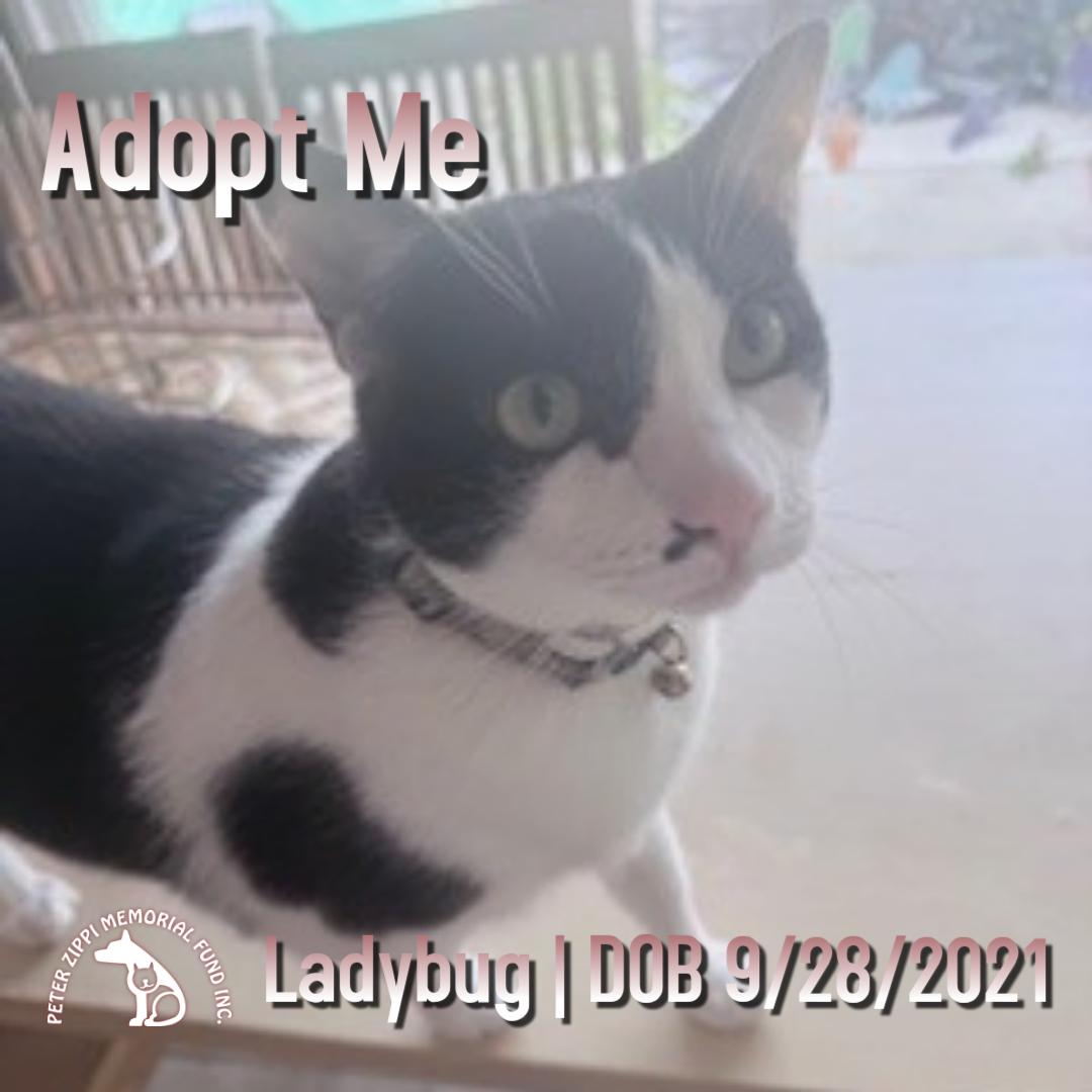Enlarge Ladybug, a ADOPTABLE mixed breed in Hermosa Beach, CA image 1/2