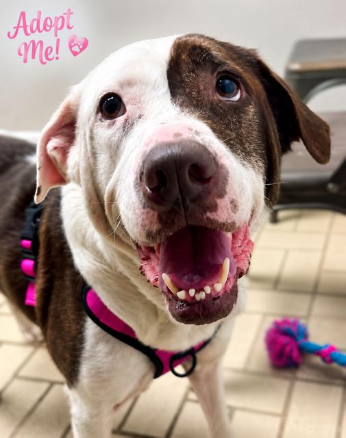 Stella Mae, a Adoptable mixed breed in Cypress, TX image 6/6