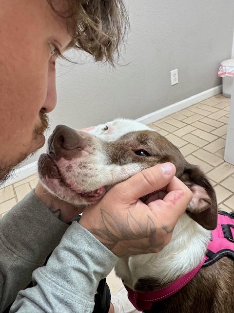 Stella Mae, a Adoptable mixed breed in Cypress, TX image 3/6