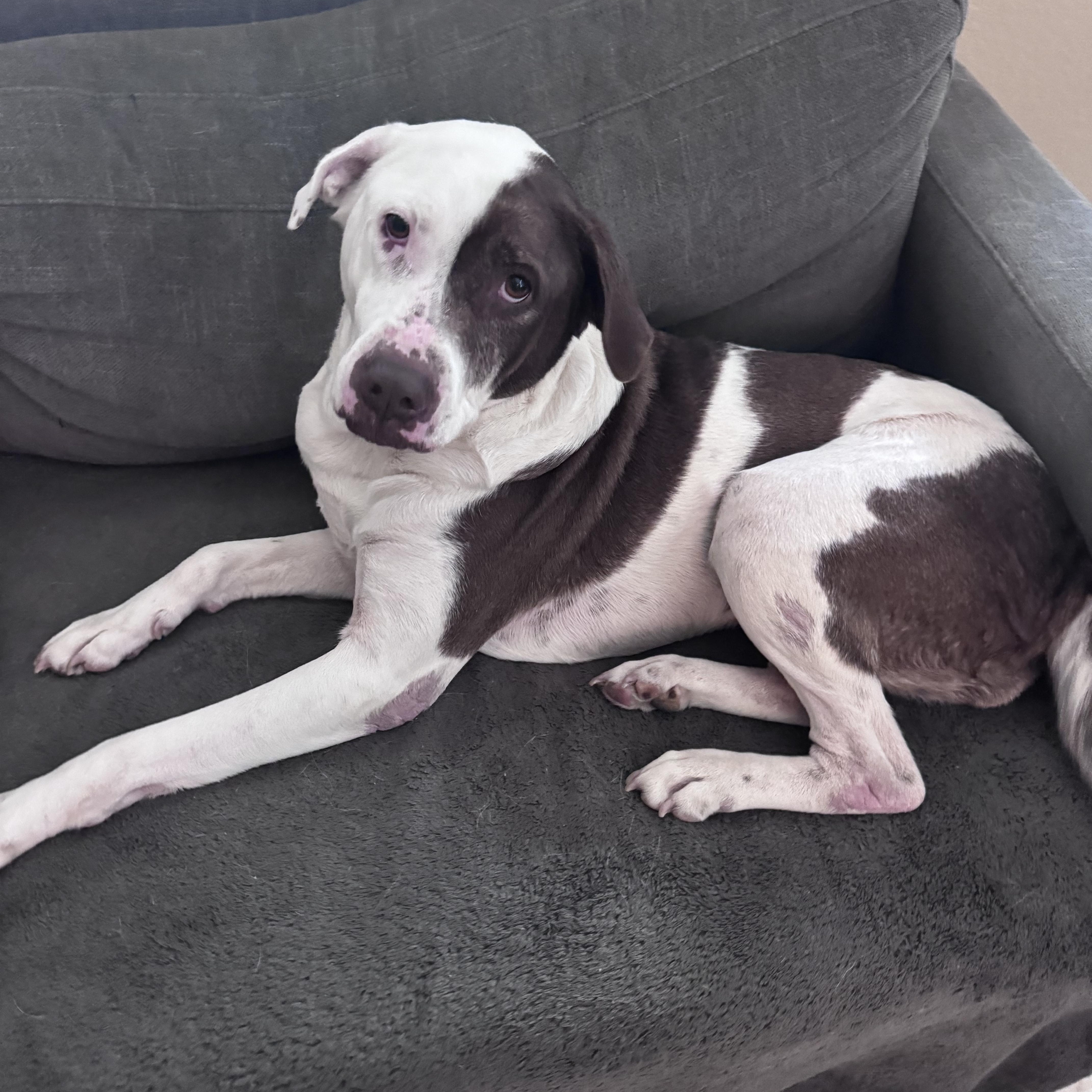 Stella Mae, a Adoptable mixed breed in Cypress, TX image 5/6