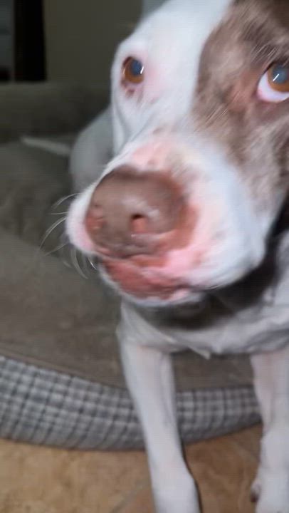 Enlarge Stella Mae, a Adoptable mixed breed in Cypress, TX video 4/6