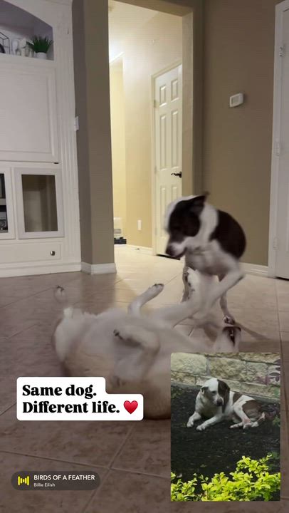 Enlarge Stella Mae, a Adoptable mixed breed in Cypress, TX video 2/6