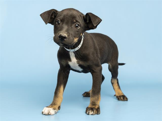 BEN GRIMM, Adoptable, Puppy Male Rottweiler.