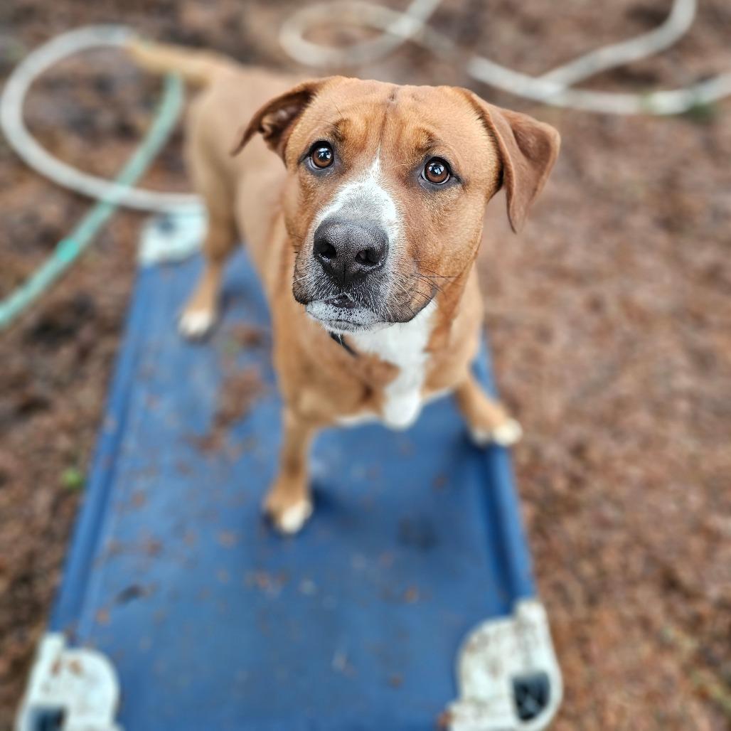 Nutmeg, Adoptable, Adult Male Labrador Retriever & Pit Bull Terrier.