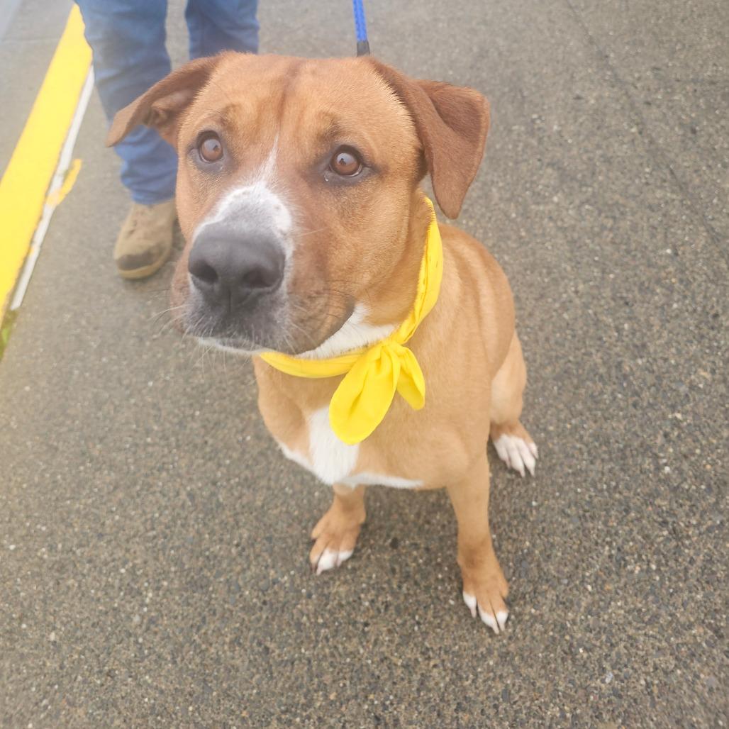 Enlarge Nutmeg, a Adoptable mixed breed in Oakville, WA image 2/6