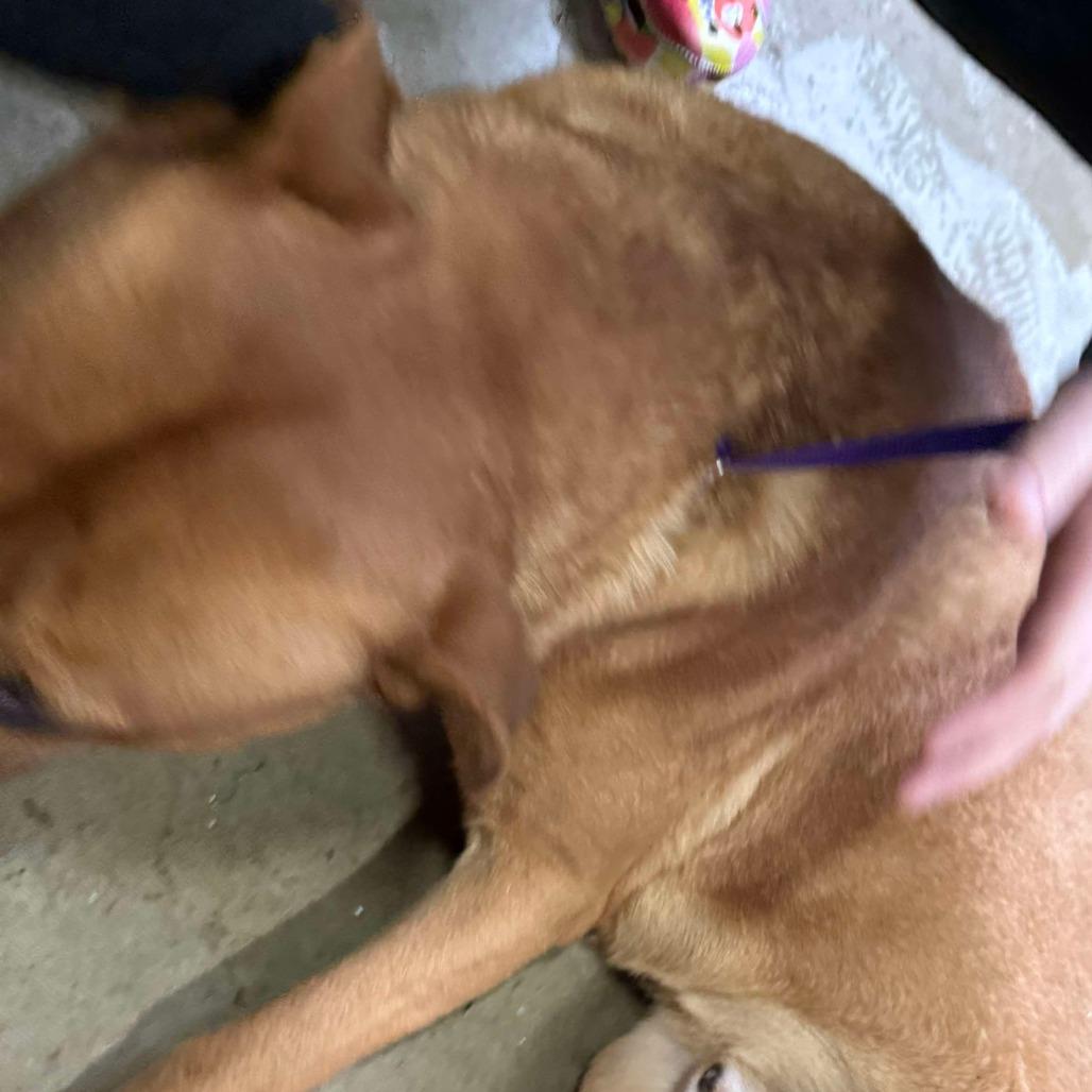 Enlarge Nutmeg, a Adoptable mixed breed in Oakville, WA image 3/6