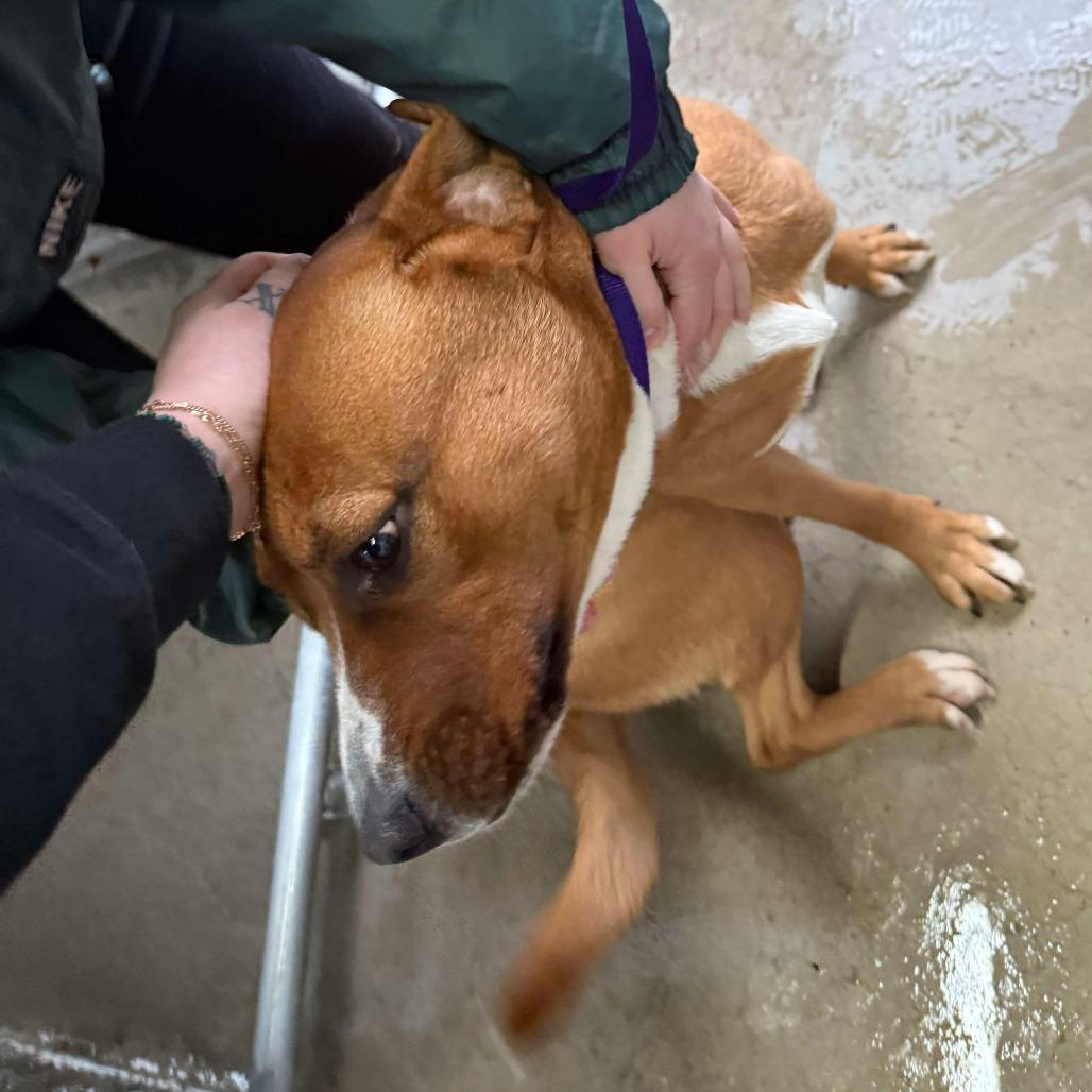 Enlarge Nutmeg, a Adoptable mixed breed in Oakville, WA image 4/6
