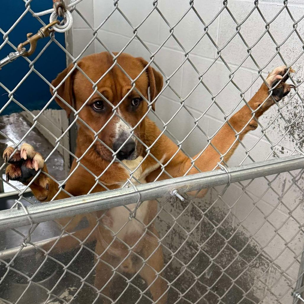 Enlarge Nutmeg, a Adoptable mixed breed in Oakville, WA image 5/6