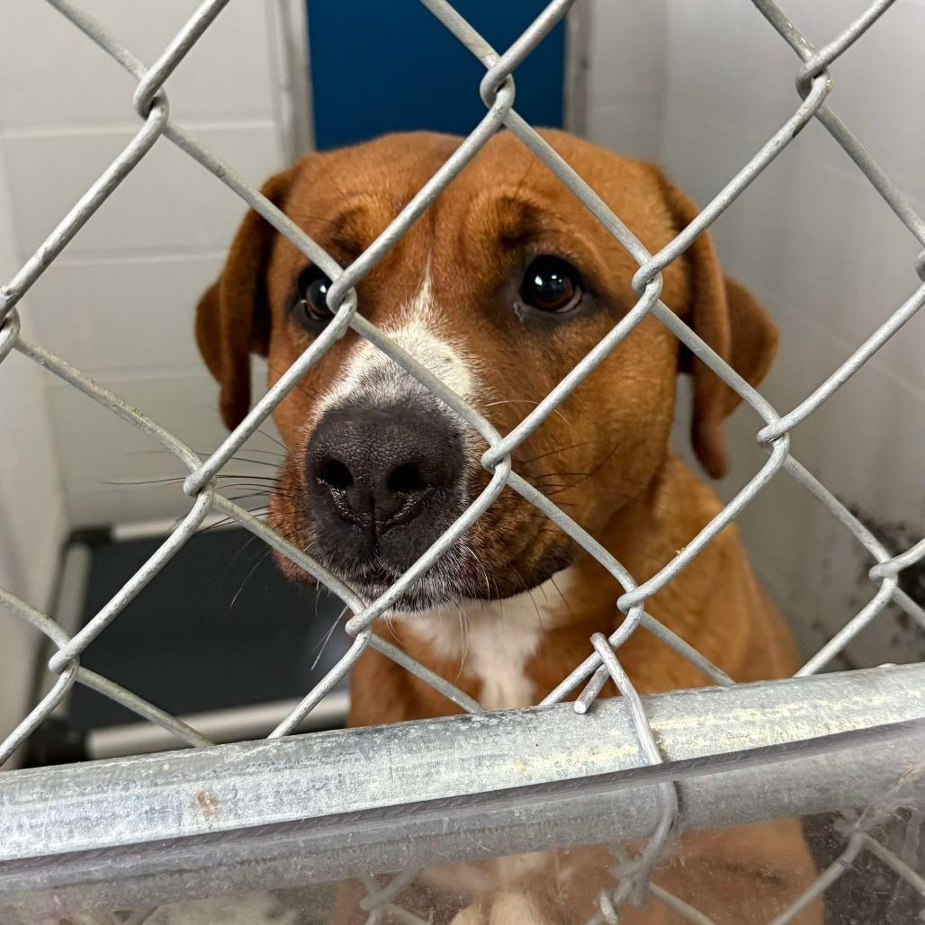 Enlarge Nutmeg, a Adoptable mixed breed in Oakville, WA image 6/6