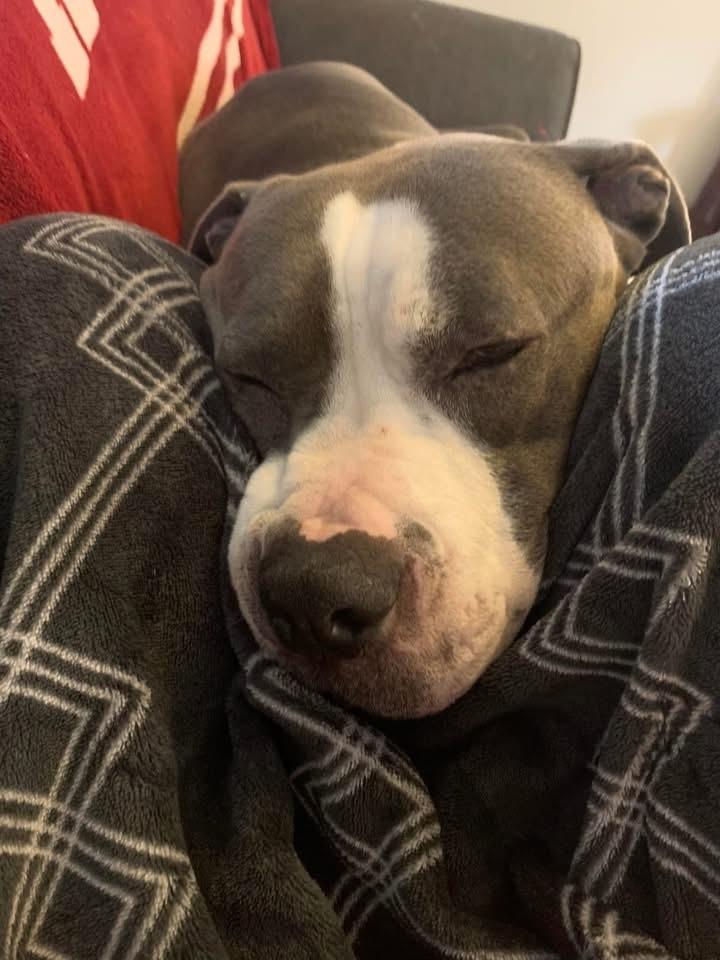 Chico, a Adoptable Pit Bull Terrier in Indianapolis, IN image 1/5