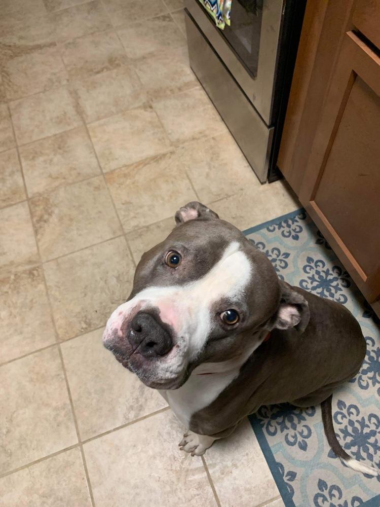 Enlarge Chico, a Adoptable Pit Bull Terrier in Indianapolis, IN image 1/1