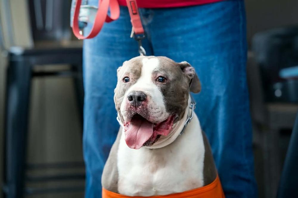 Chico, a Adoptable Pit Bull Terrier in Indianapolis, IN image 3/6