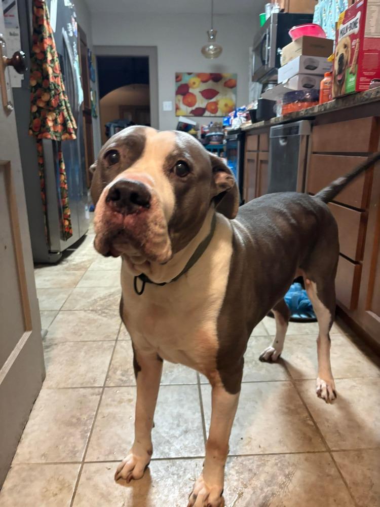 Chico, a Adoptable Pit Bull Terrier in Indianapolis, IN image 3/5