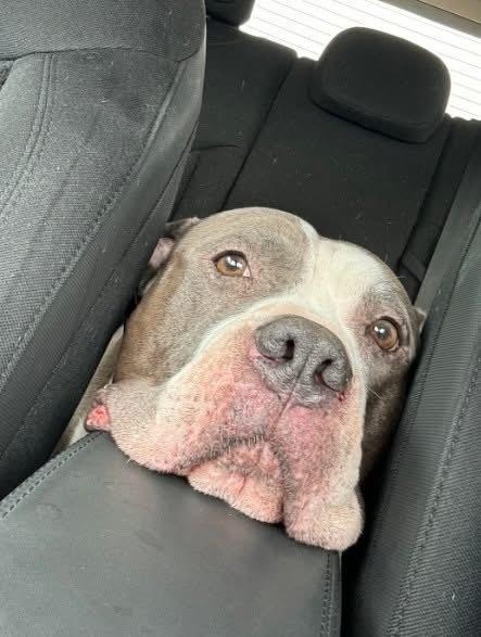 Chico, a Adoptable Pit Bull Terrier in Indianapolis, IN image 4/5