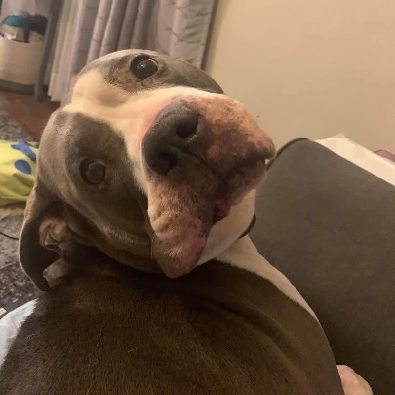 Chico, a Adoptable Pit Bull Terrier in Indianapolis, IN image 5/5