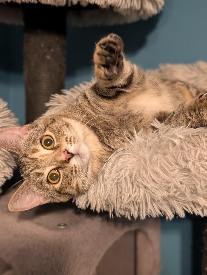 Zara, Adoptable, Young Female Domestic Short Hair.