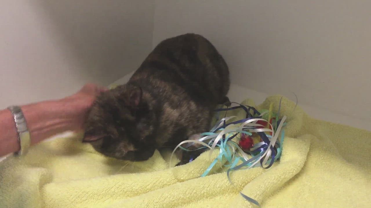 Enlarge Spice  Tag 48296338, a Adopted Domestic Short Hair in Gastonia, NC video 1/6