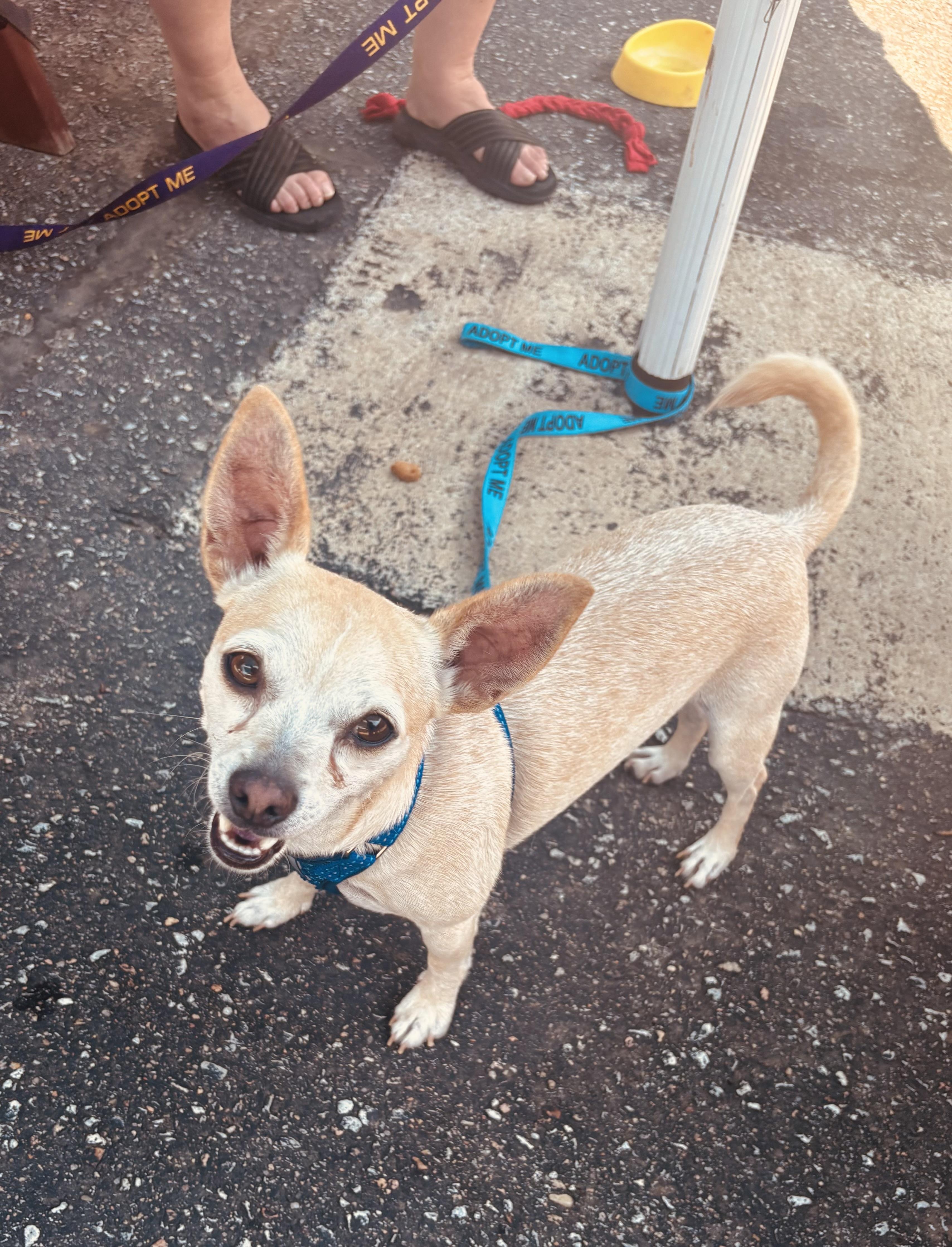 Wero, an adoptable Chihuahua Mix in Council Bluffs, IA_image-1