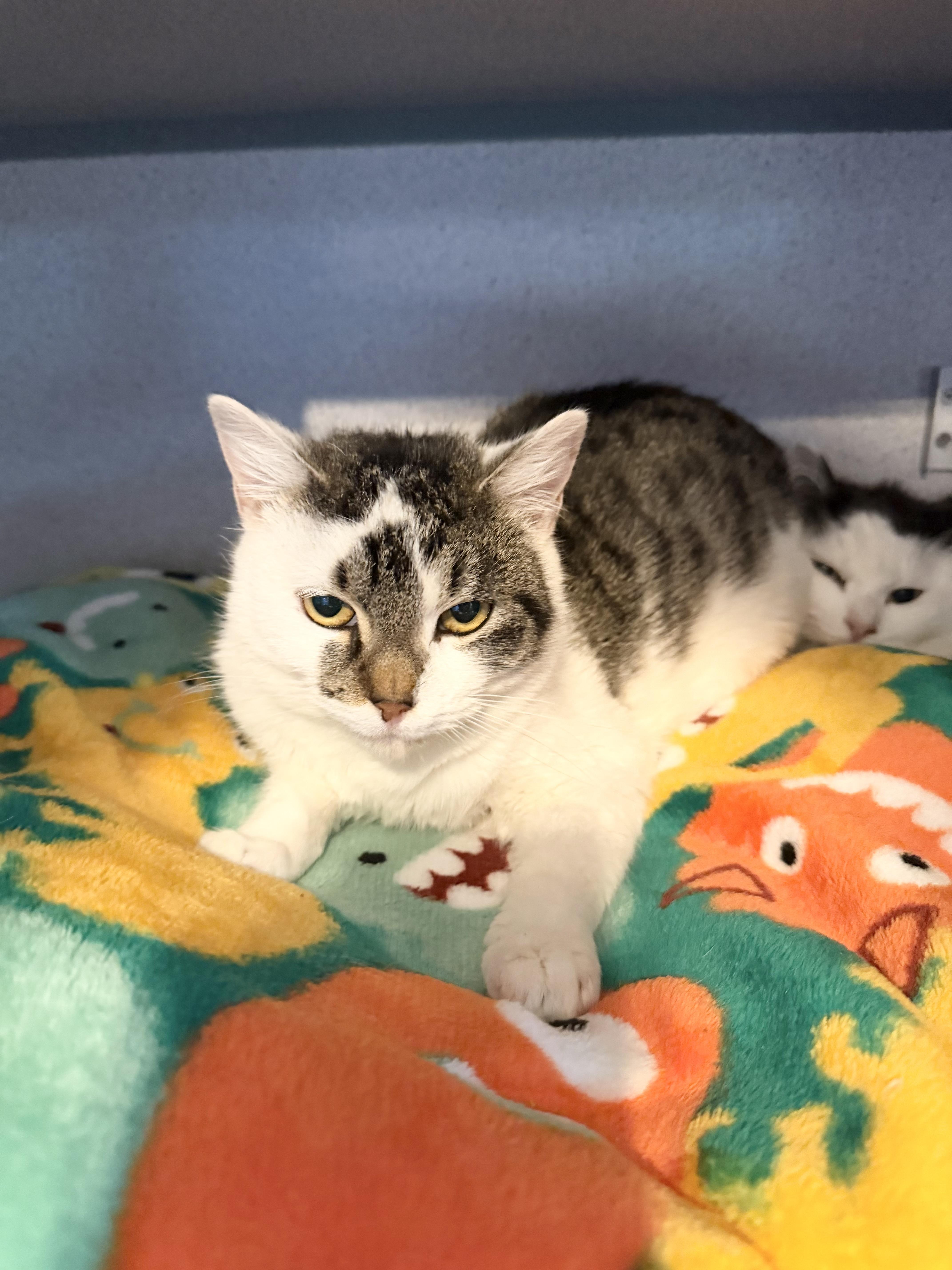 Enlarge Penny, a ADOPTABLE Domestic Short Hair in Hudson, NY image 1/1