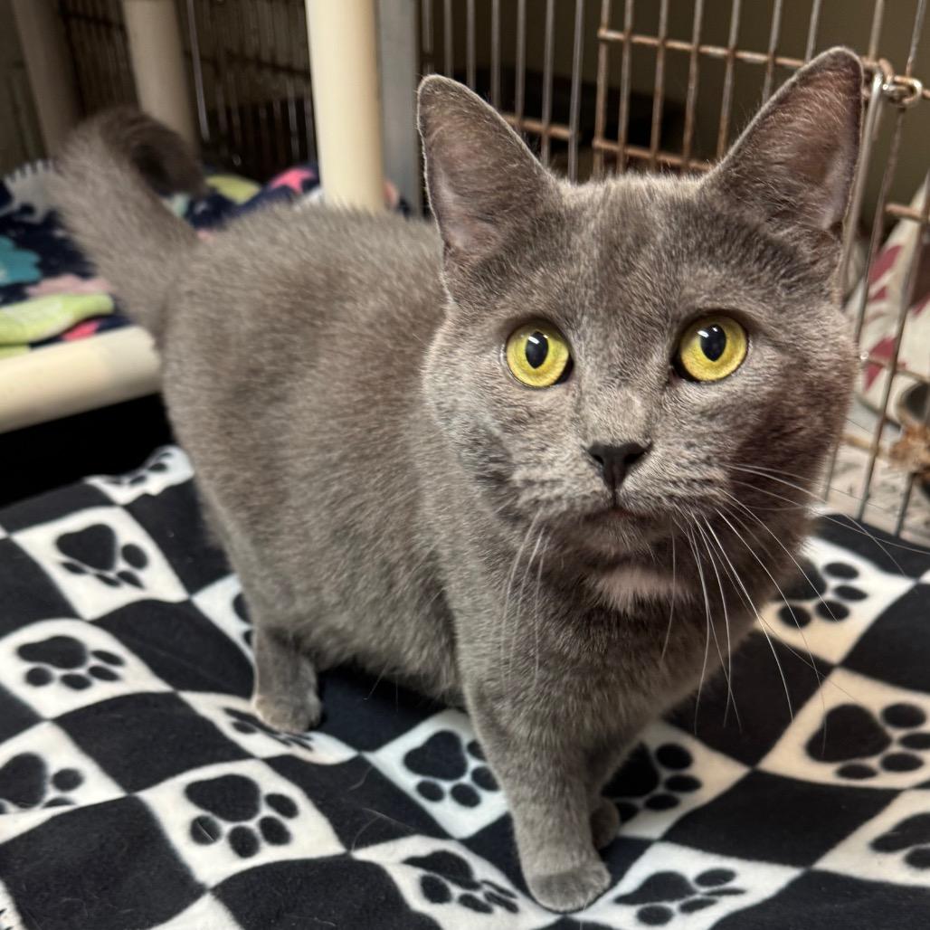 Misty, Adoptable, Adult Female Domestic Short Hair.