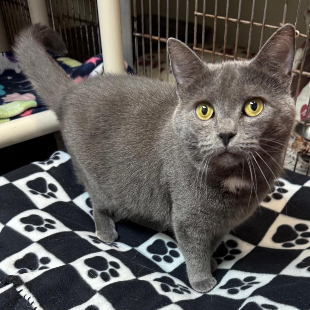 Enlarge Misty, a Adoptable Domestic Short Hair in Kittanning, PA image 2/4