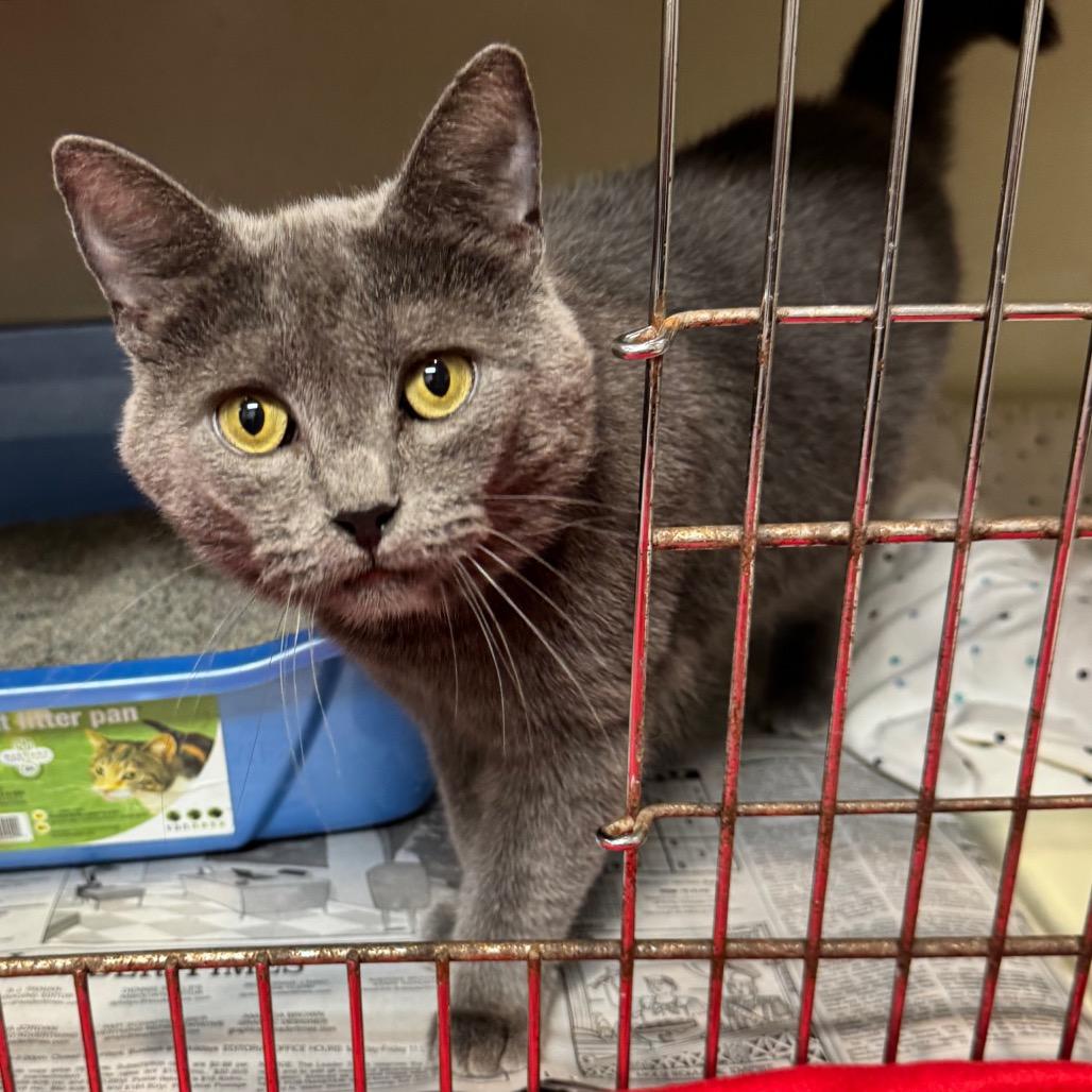 Enlarge Misty, a Adoptable Domestic Short Hair in Kittanning, PA image 3/4