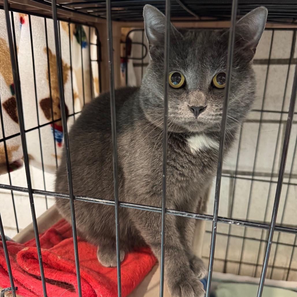 Misty, Adoptable, Adult Female Domestic Short Hair.