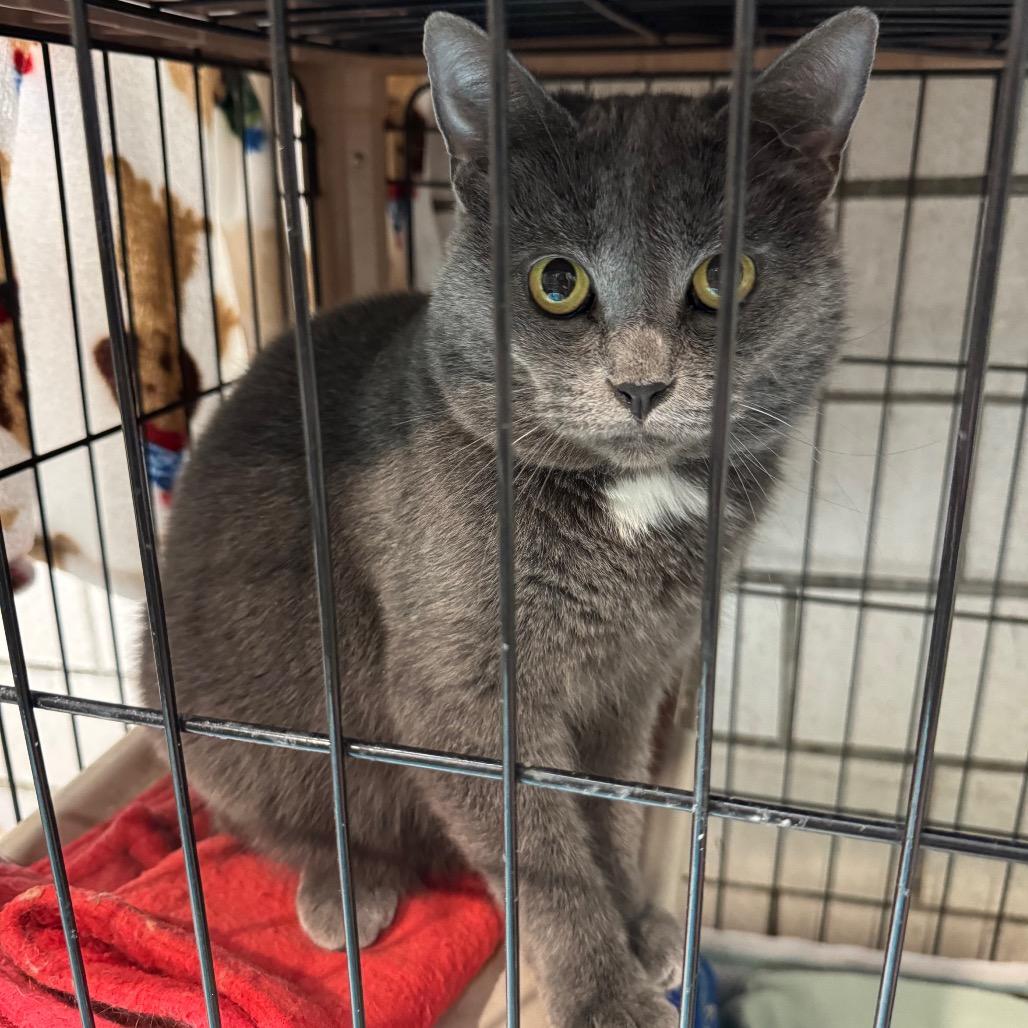 Misty, a Adoptable Domestic Short Hair in Kittanning, PA image 2/2