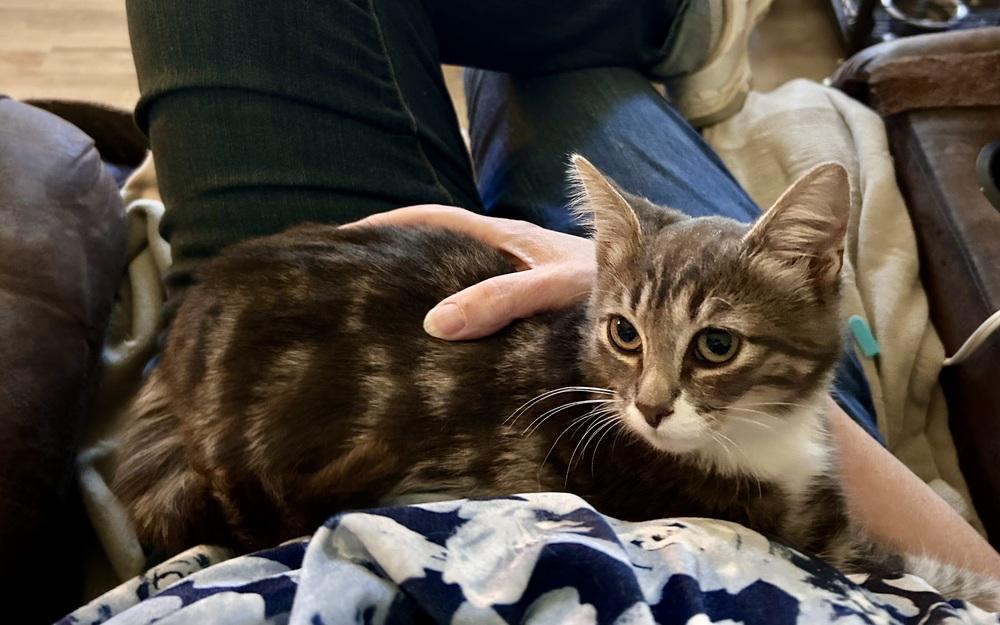 Merlin, Adoptable, Kitten Male Domestic Short Hair.