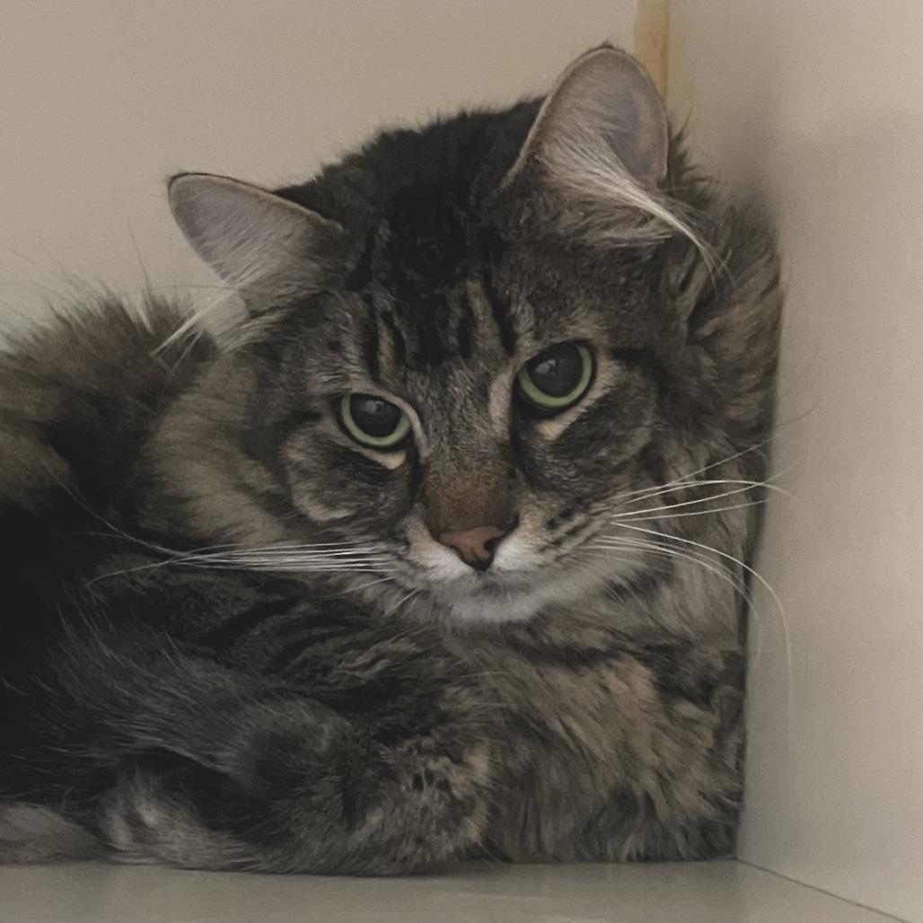 Francis, Adoptable, Adult Male Domestic Long Hair.