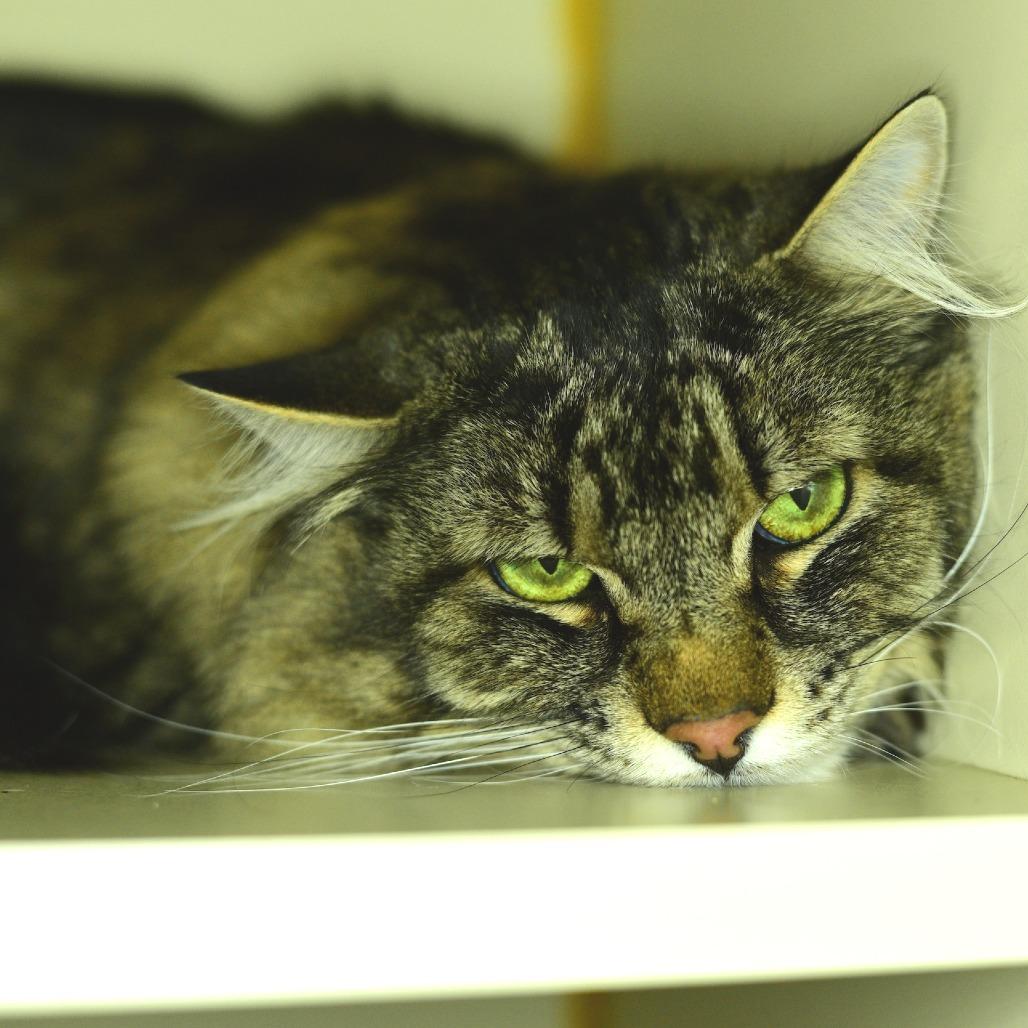 Enlarge Francis, a Adoptable Domestic Long Hair in Idaho Falls, ID image 1/2