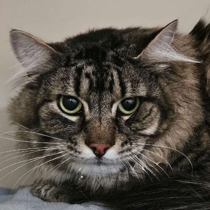 Enlarge Francis, a Adoptable Domestic Long Hair in Idaho Falls, ID image 2/2