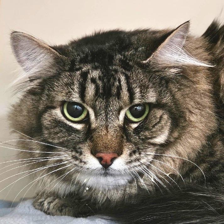 Francis, a Adoptable Domestic Long Hair in Idaho Falls, ID image 3/3