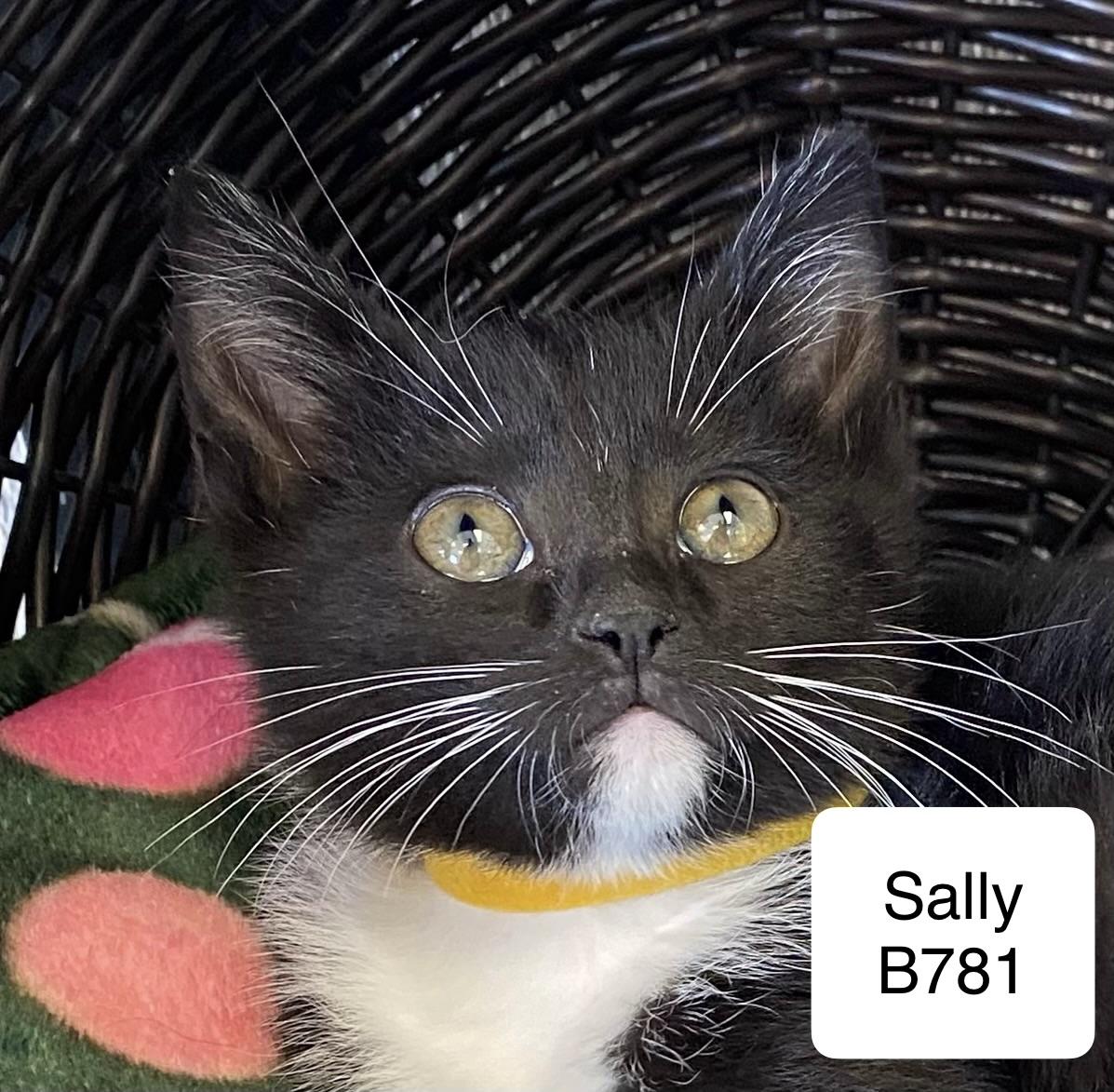 Sally, a ADOPTABLE Domestic Short Hair in Morganton, NC image 1/2