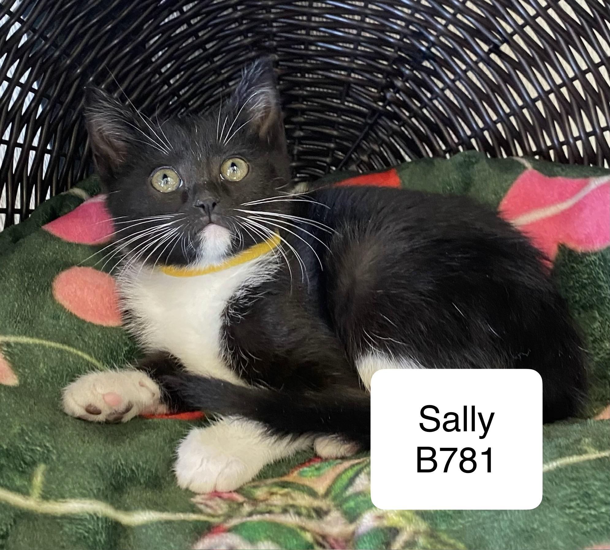 Sally, a ADOPTABLE Domestic Short Hair in Morganton, NC image 2/2