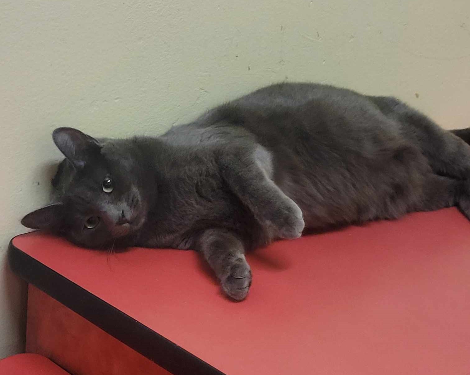 Enlarge SKY, a Adoptable mixed breed in HEMET, CA image 4/6