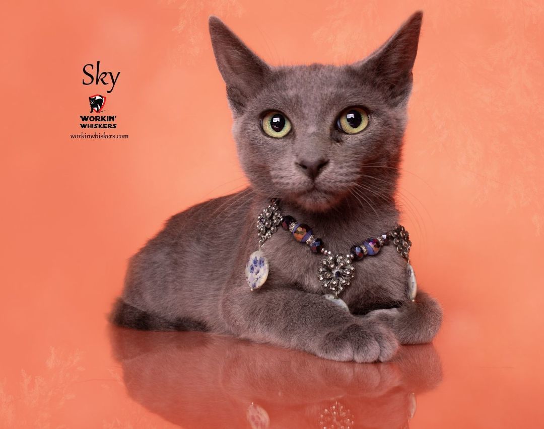 Enlarge SKY, a Adoptable mixed breed in HEMET, CA image 5/6