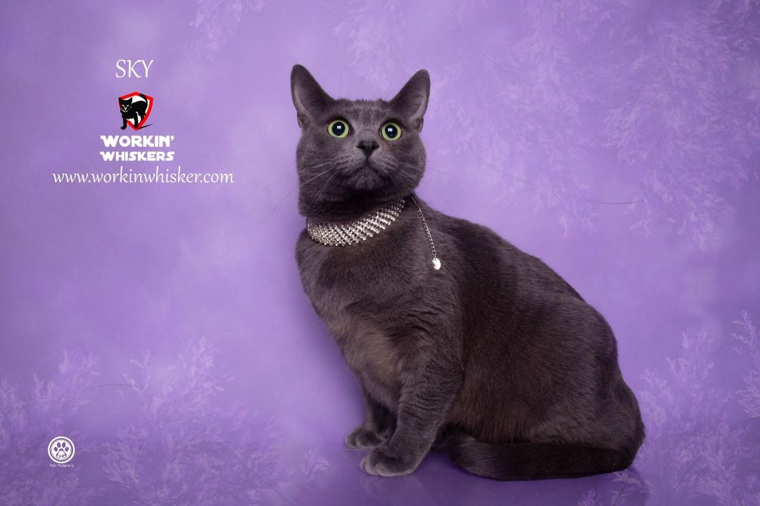 Enlarge SKY, a Adoptable mixed breed in HEMET, CA image 1/6