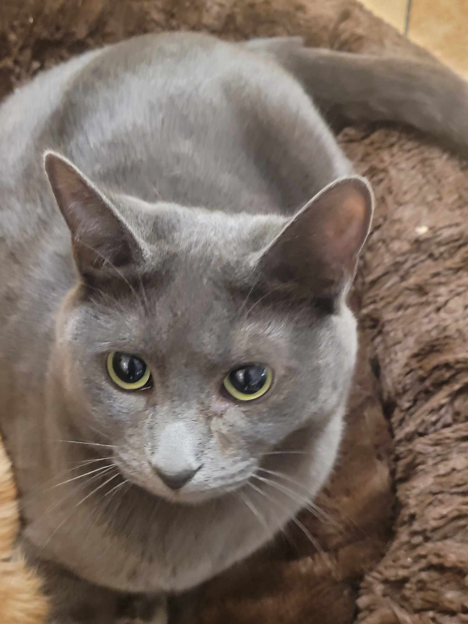 Enlarge SKY, a Adoptable mixed breed in HEMET, CA image 3/6