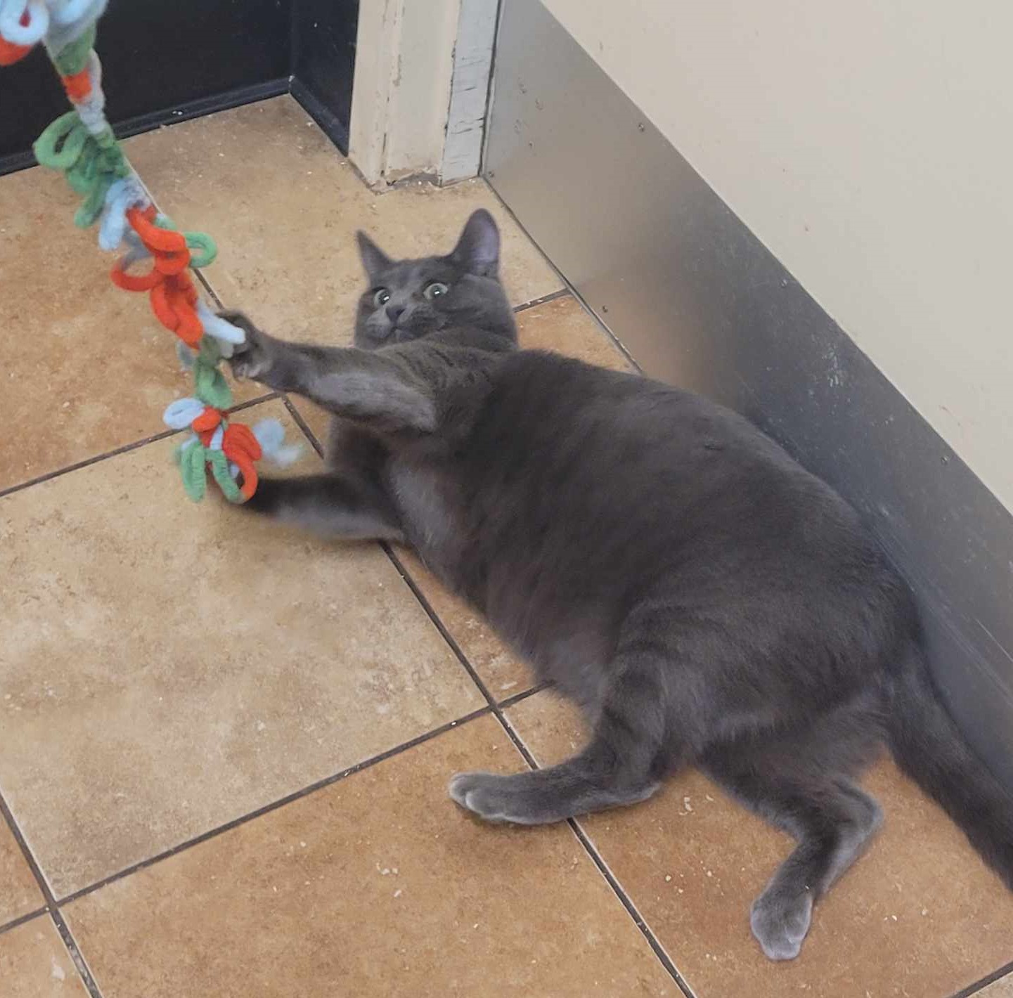 Enlarge SKY, a Adoptable mixed breed in HEMET, CA image 2/6