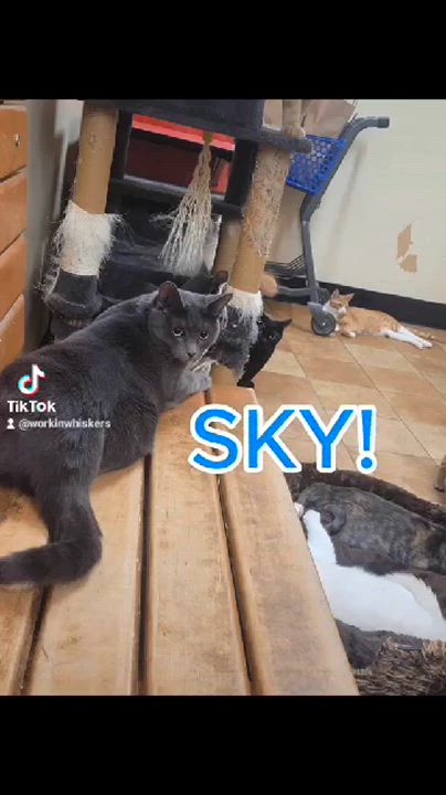 Enlarge SKY, a Adoptable mixed breed in HEMET, CA video 6/6