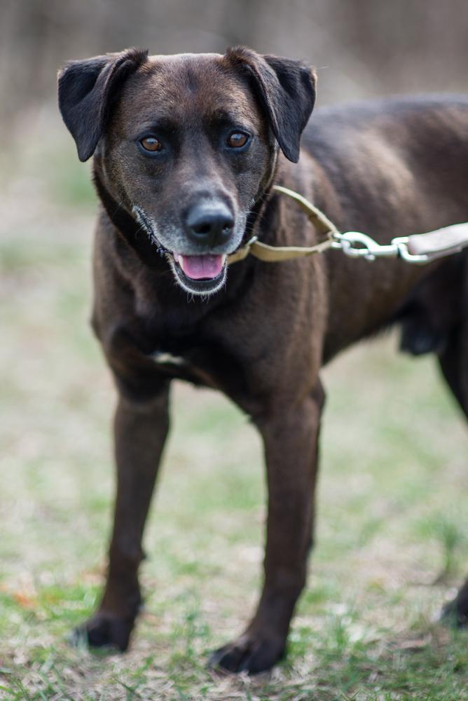 Ruger, Adoptable, Adult Male Labrador Retriever.