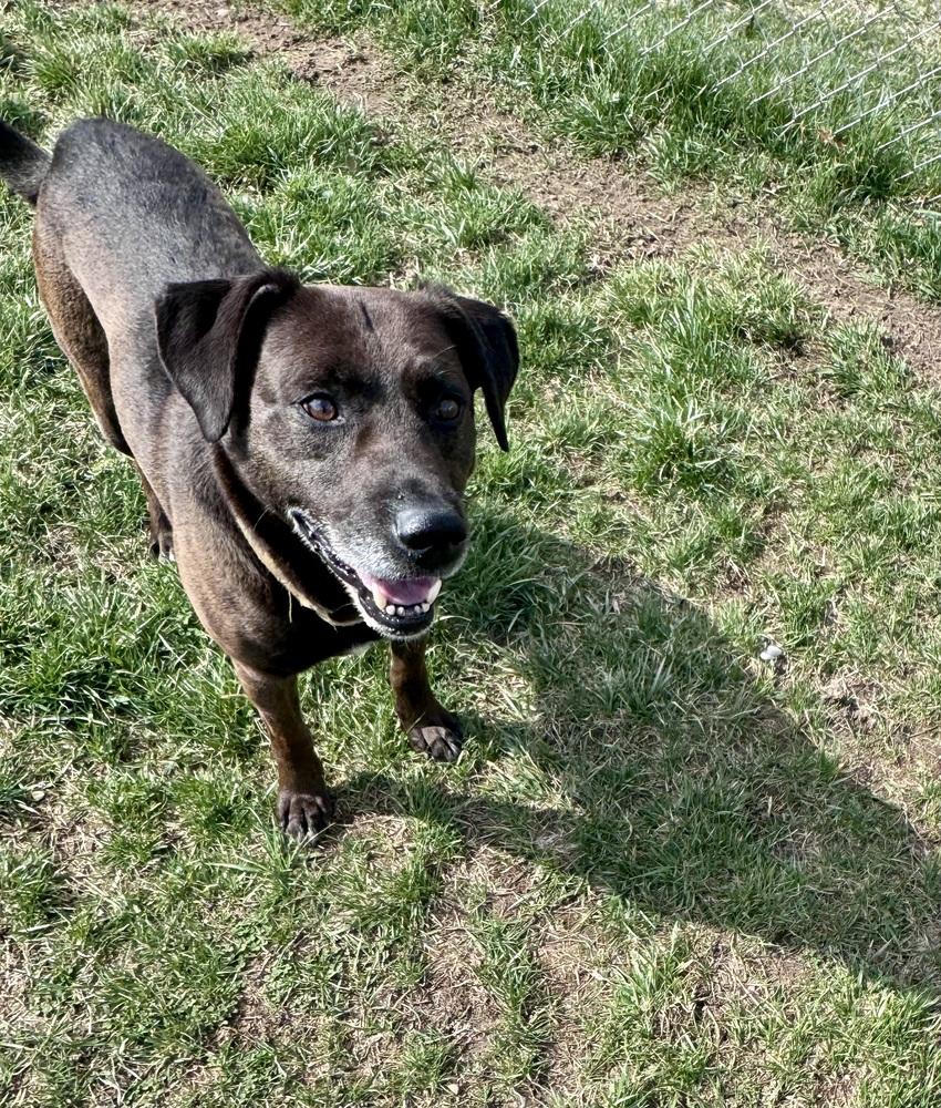 Enlarge Ruger, a Adoptable mixed breed in Kalamazoo, MI image 2/6