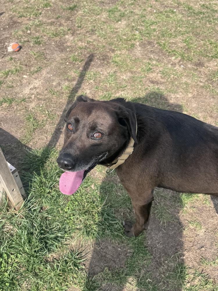 Enlarge Ruger, a Adoptable mixed breed in Kalamazoo, MI image 3/6
