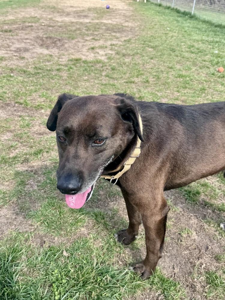 Enlarge Ruger, a Adoptable mixed breed in Kalamazoo, MI image 3/6